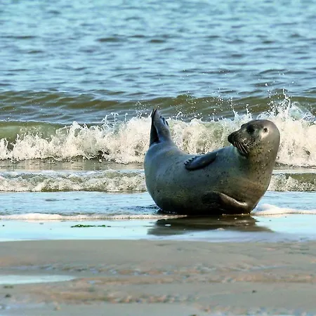 Dom wakacyjny Gud Jard Nr 30 - Design-ferienhaus Mit Exklusiver Ausstattung *